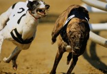 greyhound_1 | AGB - Asia Gaming Brief