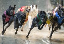 greyhound_5 | AGB - Asia Gaming Brief