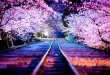 Japan cherry blossom trees