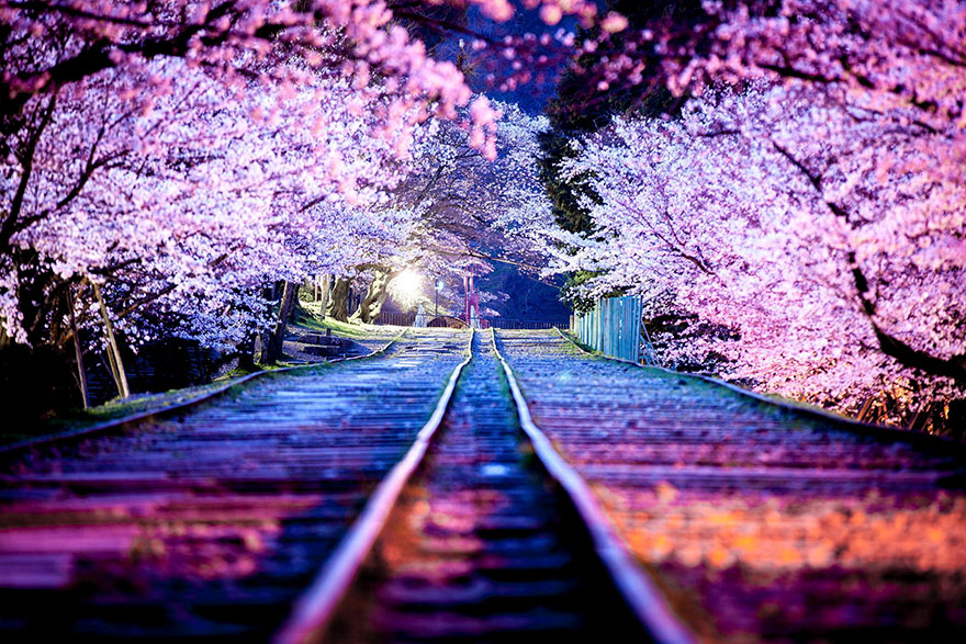Japan cherry blossom trees Japan cherry blossom trees