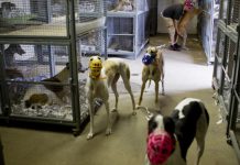 greyhound-5b209f5cbf58e | AGB - Asia Gaming Brief