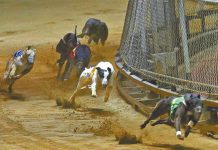 canidrome-5b469d35a753d | AGB - Asia Gaming Brief