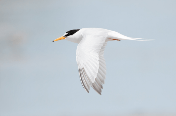 little tern