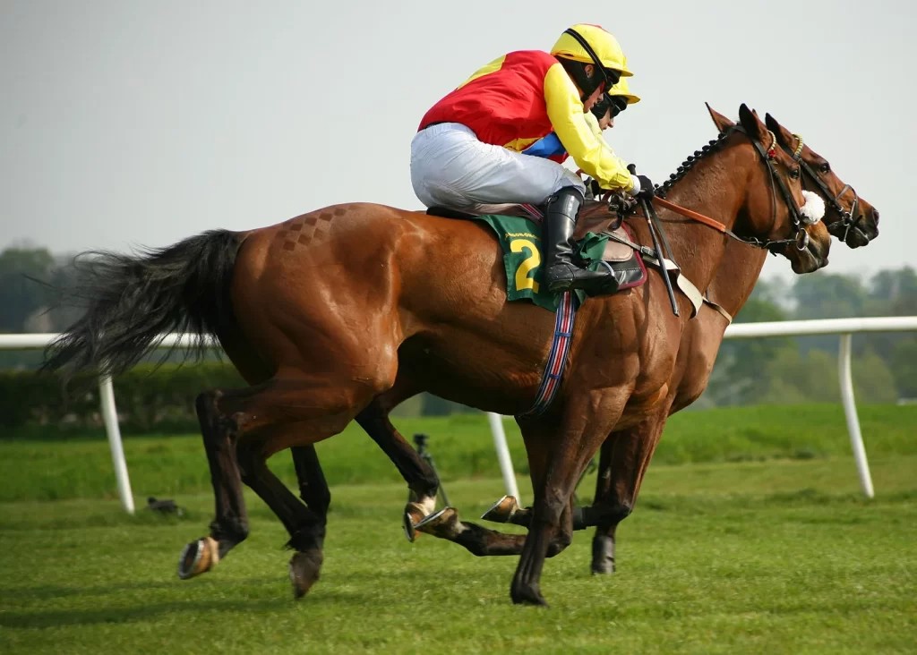 horse racing, sportsbetting